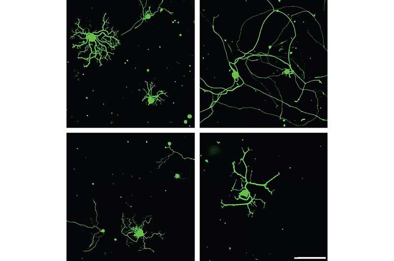 Unlocking a secret nerve cell regenerator
