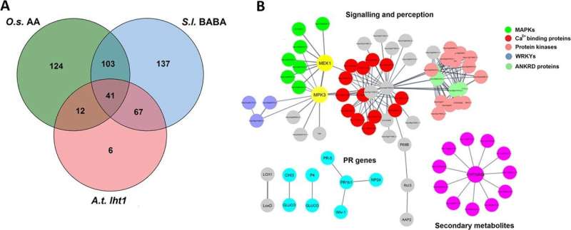 Unlocking BABA-induced resistance in tomato: a comprehensive multi-omics analysis sheds light on enhanced plant defense mechanisms