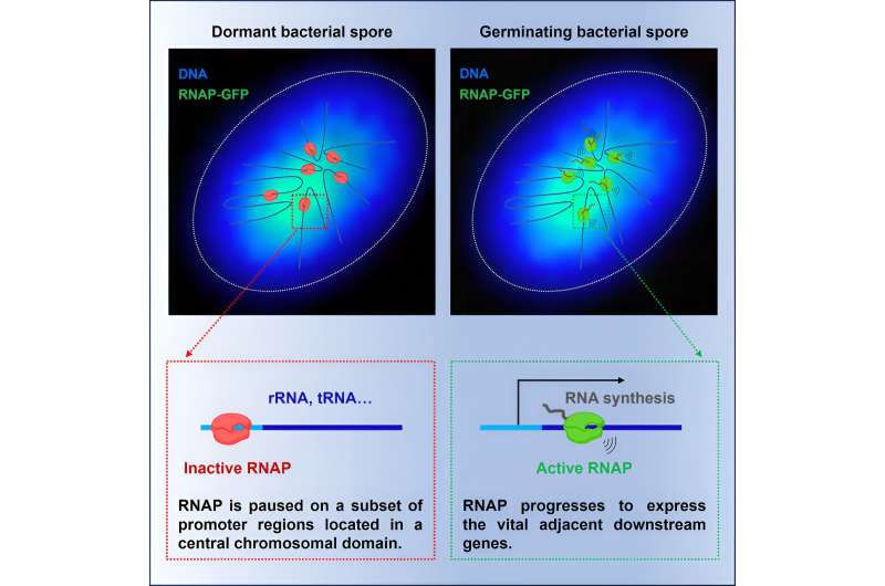 Unlocking long-term genetic memory: Dormant bacterial spores offer key insights into evolutionary survival strategies