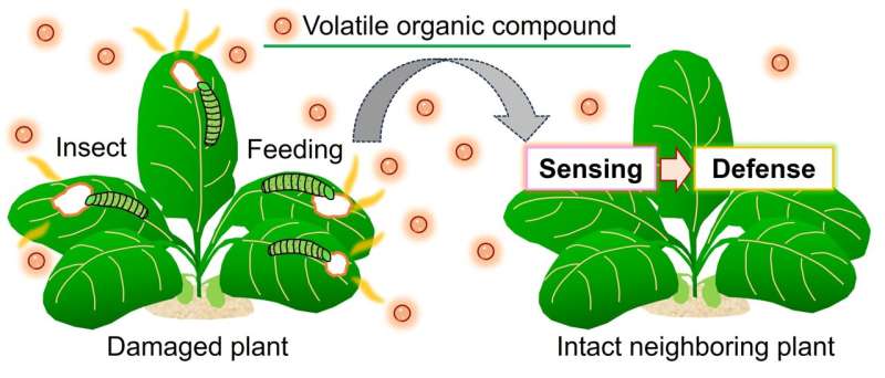 Unlocking nature's silent conversations: Real-time visualization of plant-plant communications through airborne volatiles