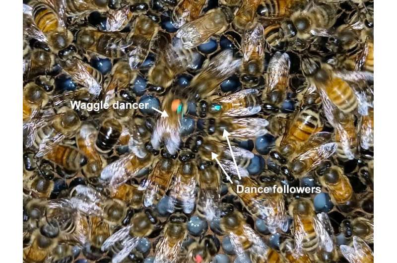 Revelando los secretos del lenguaje de la danza de las abejas: las abejas aprenden y transmiten culturalmente sus habilidades de comunicación