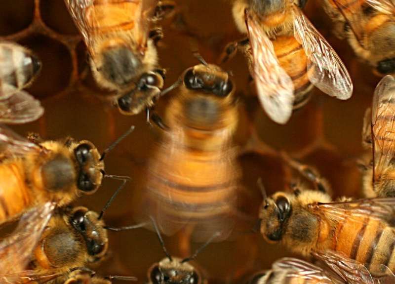 Раскрытие секретов языка танцев медоносных пчел — пчелы учатся и культурно передают свои коммуникативные навыки.