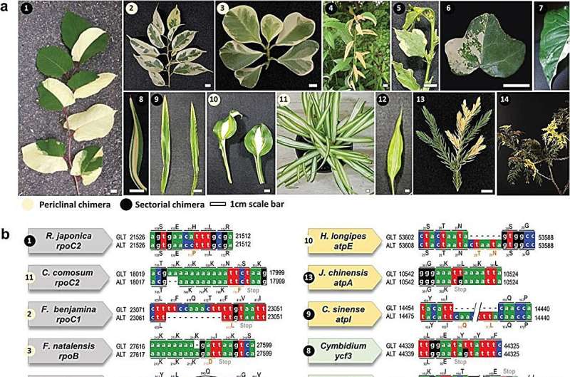 Unlocking the secrets of chimerism: Plastid genes and the quest for variegation in the ornamental plant market