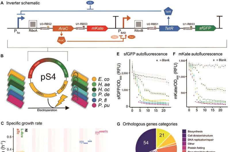 Unlocking the secrets of synthetic biology: host physiology over phylogeny in genetic circuit performance