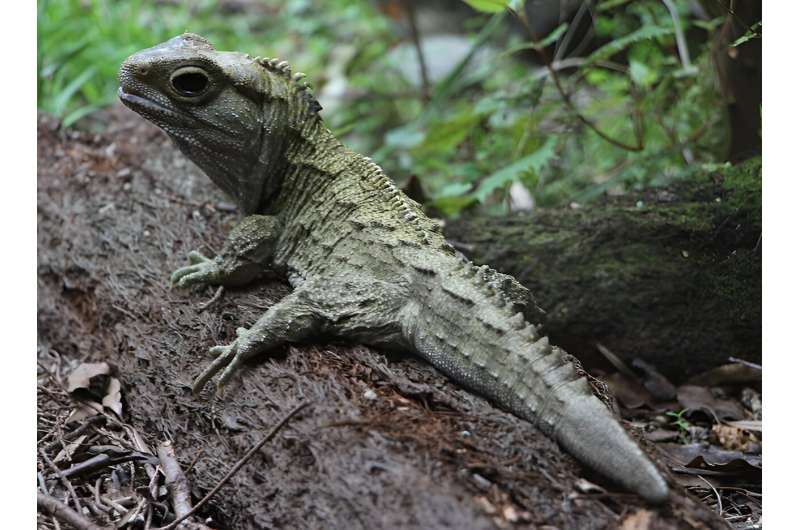 Unlocking the secrets of tuatara sperm in an effort to improve the survival chances of this at-risk reptile