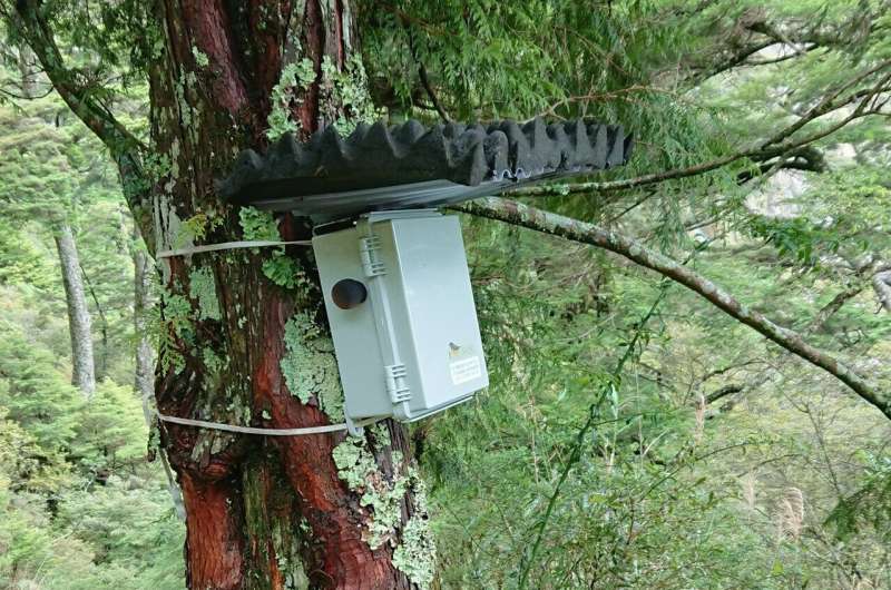 Unraveling nature's chorus: AI detects bird sounds in Taiwan's montane forests