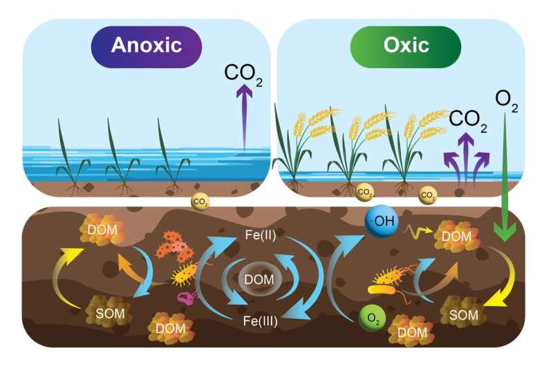 Desvelando los secretos del suelo de arroz: sorprendente contribución de los mecanismos no microbianos a las emisiones de CO2