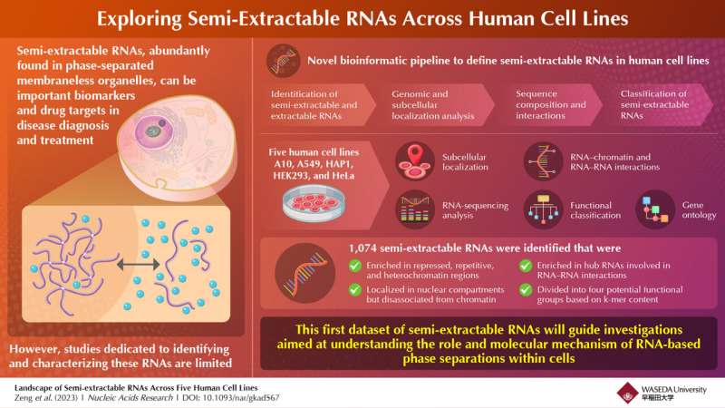 Unraveling the mystery of semi-extractable RNAs from human cell lines
