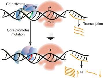 Unraveling the role of core promoter variation in triple-negative breast <a href=