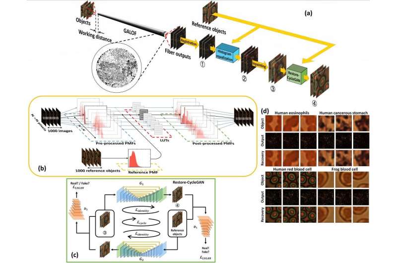Unsupervised learning-based full-color biological imaging through optical fiber