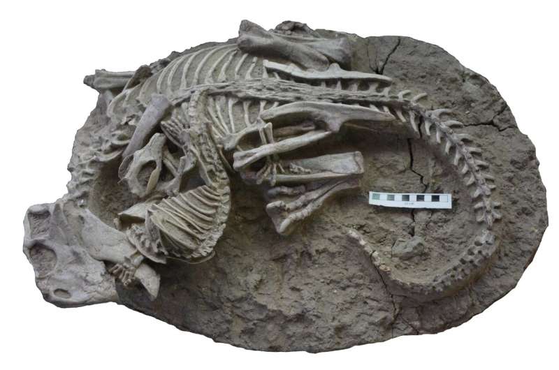 The rare fossil shows incredible evidence of a mammal attacking a dinosaur