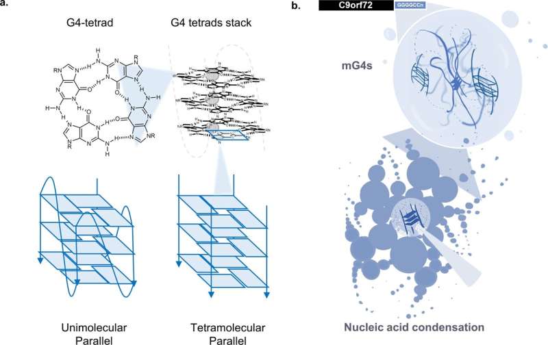 ساختارهای غیرمعمول RNA می توانند اهدافی برای درمان های جدید ALS باشند