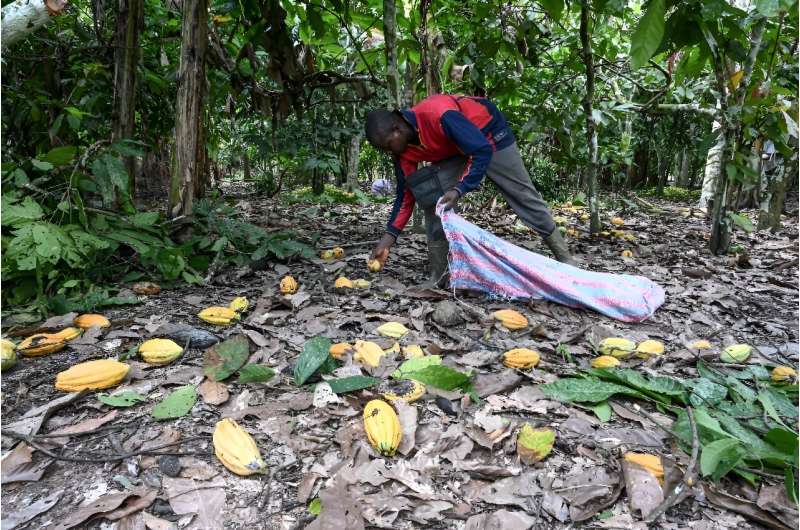 Unusually heavy rains have slammed cocoa output in Ivory Coast, the world's top global producer