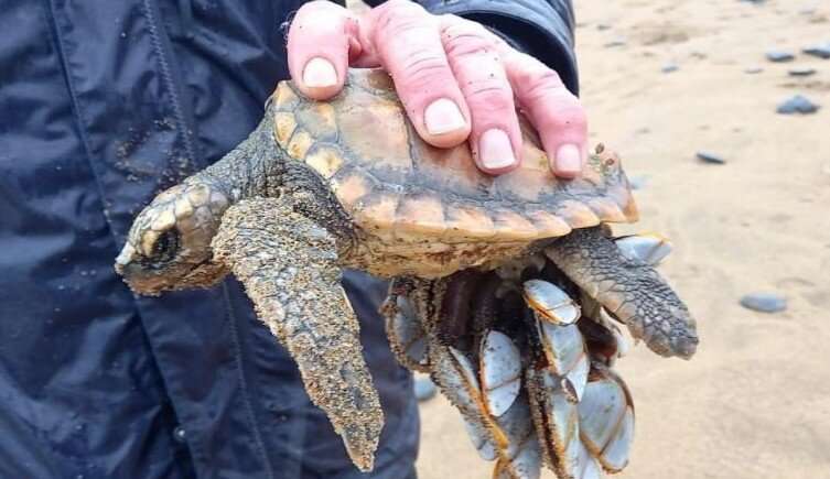'Unusually high' number of turtle strandings in the UK and Ireland