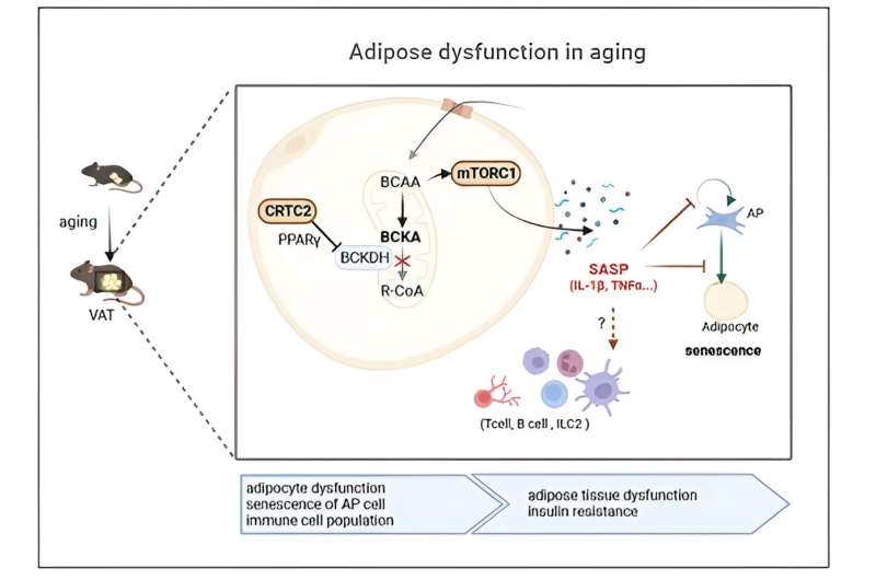 Unveiling a new mechanism that accelerates aging of adipose tissues