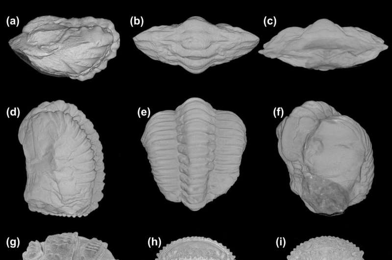 Unveiling ancient secrets: 3D preservation of trilobite soft tissues sheds light on convergent evolution of defensive enrollment