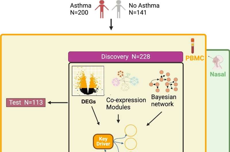 Unveiling asthma's molecular secrets: How blood molecules influence airway processes