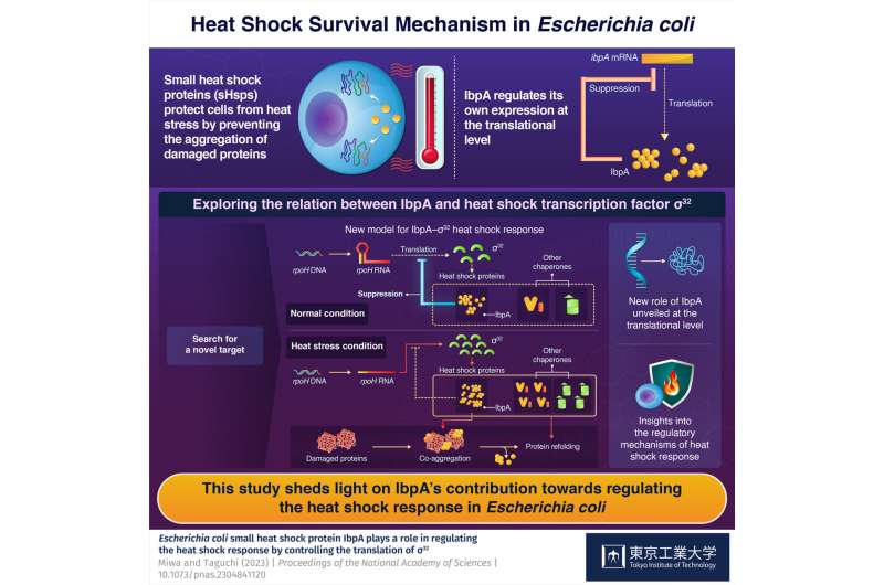 Unveiling novel mechanism underlying the heat shock response in Escherichia coli