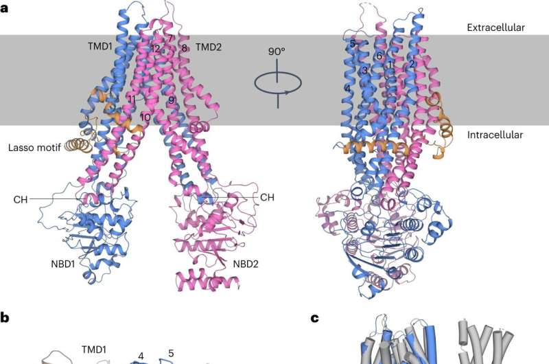 Unveiling the 3D structure and molecular mechanism of platelet drug transporter ABCC4