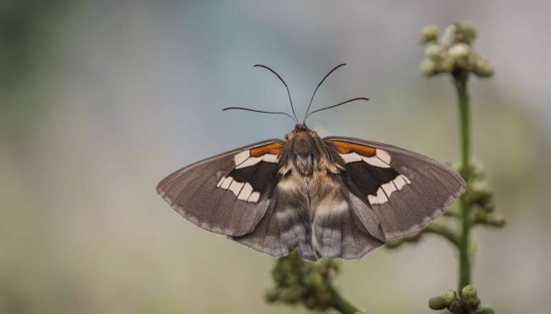 Unveiling the enigmatic world of moths: from ancient pollinators to whistling wonders
