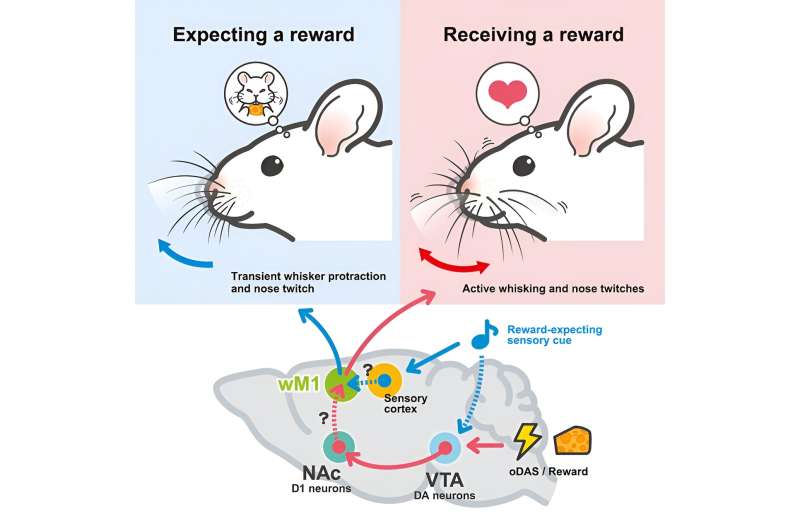 Unveiling the mechanism underlying orofacial movements during reward processing in animals