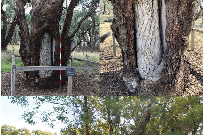 Unveiling the sacred Wiradjuri carved trees