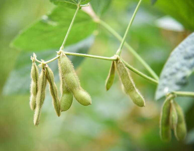 Unveiling the secrets of green pods: The role of soybean pods and seeds in photosynthesis