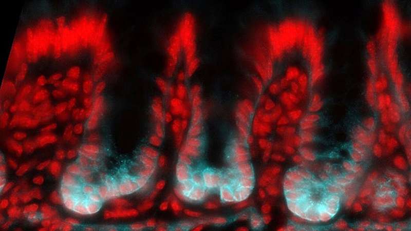 UO study paints a new picture of colon development in mammals
