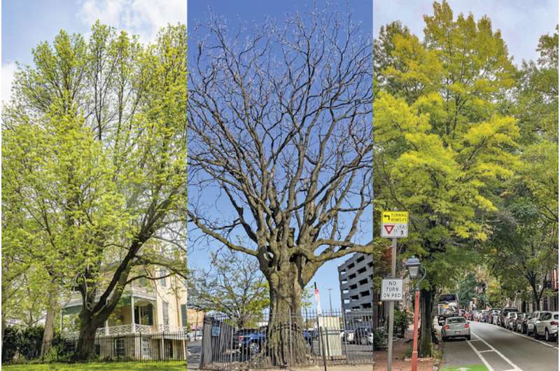 Update of a local tree field guide offers 'antidote for plant blindness'
