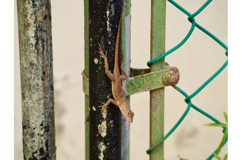 Urban lizards share genome markers not found in forest dwellers