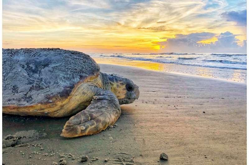 US agency plans deeper study of sea turtles, dredging threat