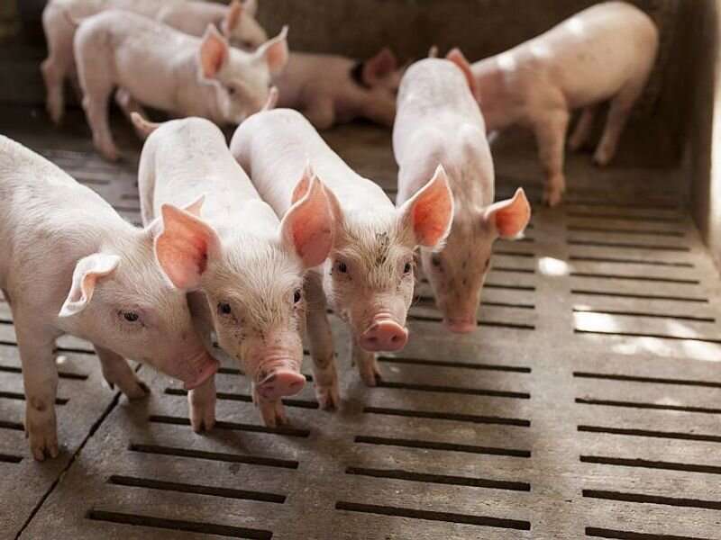 U.S. livestock, pet industries pose disease threat to people