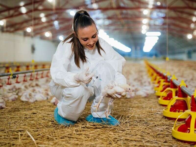 U.S. to test vaccines in poultry as way to curb bird flu outbreak