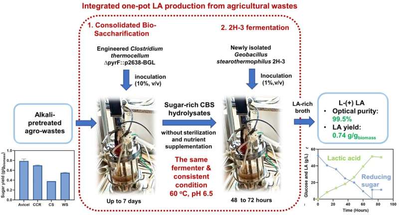 Using agricultural waste materials to produce lactic acid