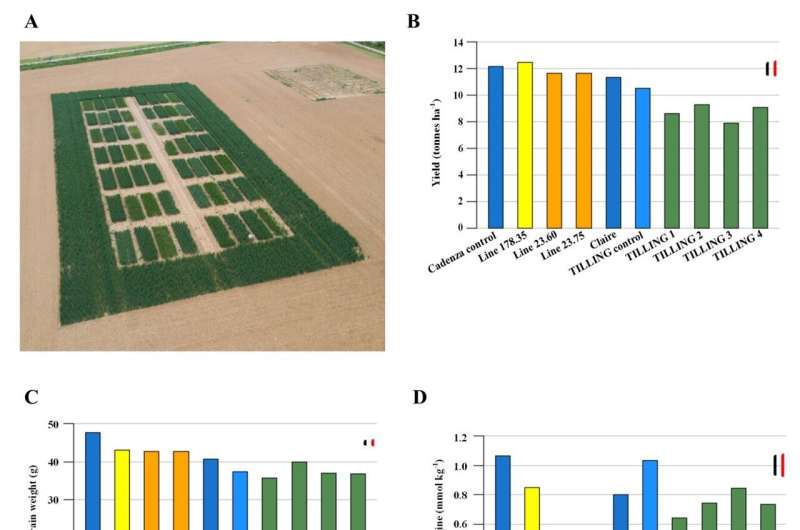 Using CRISPR-Cas9 to knock out asparagine gene in wheat to reduce cancer risk