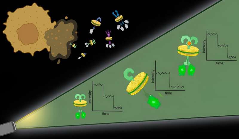 Using molecular 'cookie cutters' to view membrane protein organization