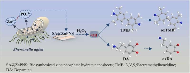 Using peroxidase-like phosphate hydrate nanosheets for highly sensitive dopamine detection