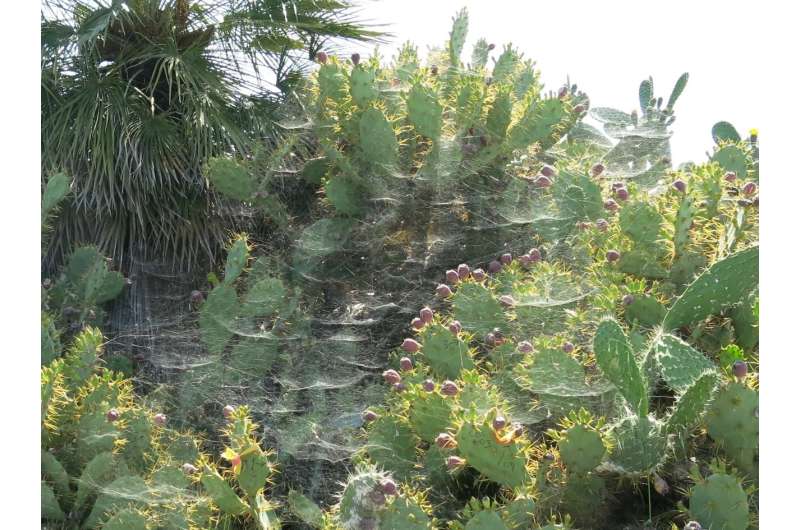 Using spiders as environmentally-friendly pest control