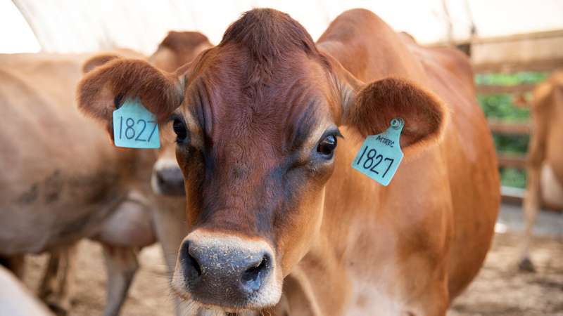 UTIA investigates beef price spread relationship with processing capacity utilization