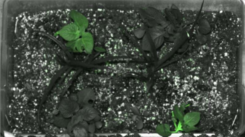 UTIA PhD student bioengineers potato plant to detect gamma radiation