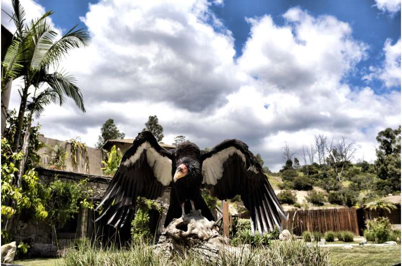 Vaccine authorized for emergency use in California condors amid bird flu outbreak