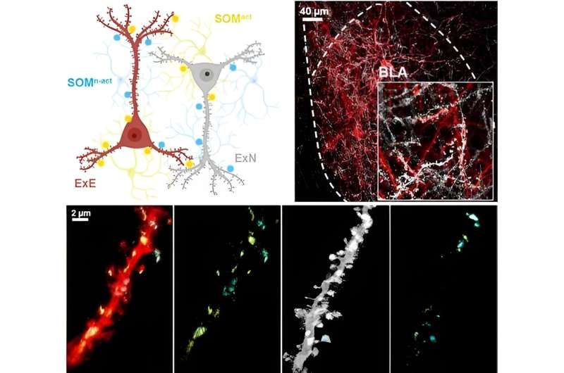 Validating the role of inhibitory interneurons in memory
