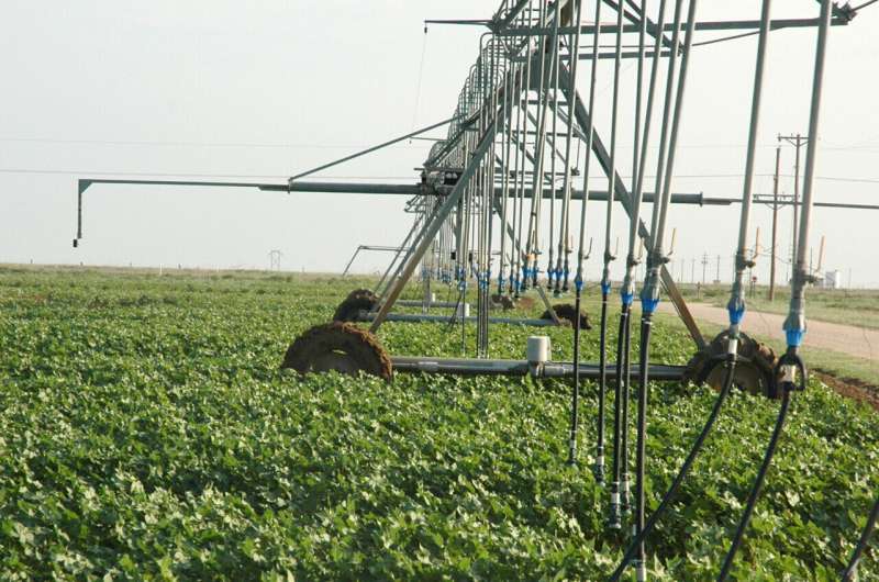 Variable deficit irrigation in cotton can help improve yields, save water