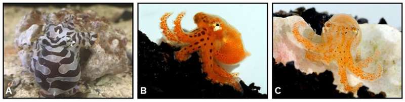 Variations in pygmy zebra octopus striping could help with long term studies