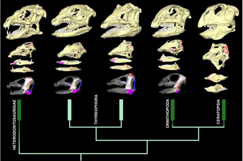 'Veggie' dinosaurs differed in how they ate their food