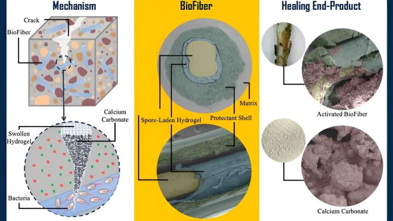 Veins of bacteria could form a self-healing system for concrete infrastructure