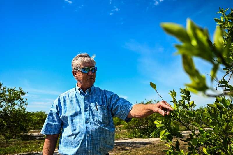 Вернон С. Холлингсворт осматривает свою цитрусовую ферму в Аркадии, Флорида, штате, который является вторым по величине производителем орана в мире.