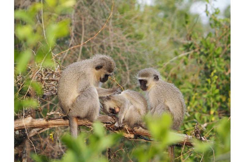Vervet monkeys follow different social &quot;norms&quot; and respond to &quot;peer pressure,&quot; new long-term study shows