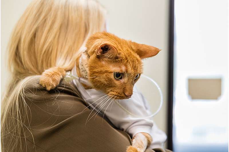 Veterinarians use little devices to make giant impact on cat's life