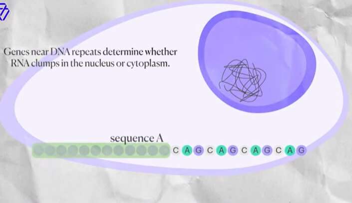 Video: Repeat expansion disorders: How RNA may gum up the works